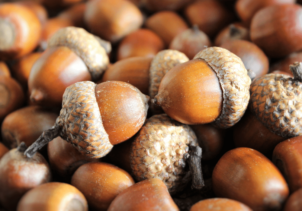 are acorns poisonous to horses